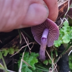 Cortinarius archeri s.l. at QPRC LGA - 30 May 2024 03:56 PM