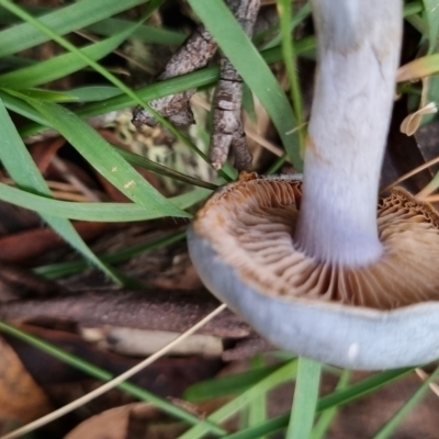 Cortinarius rotundisporus (Elegant Blue Webcap) at Monga National Park - 30 May 2024 by clarehoneydove