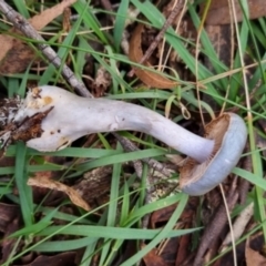 Cortinarius rotundisporus at QPRC LGA - 30 May 2024