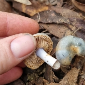 Cortinarius rotundisporus at QPRC LGA - 30 May 2024