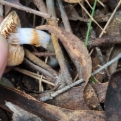 Cortinarius rotundisporus at QPRC LGA - 30 May 2024