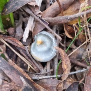 Cortinarius rotundisporus at QPRC LGA - 30 May 2024 04:02 PM