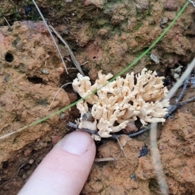 Ramaria sp. (A Coral fungus) at QPRC LGA - 30 May 2024 by clarehoneydove