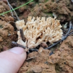 Ramaria sp. at Monga National Park - 30 May 2024 04:21 PM