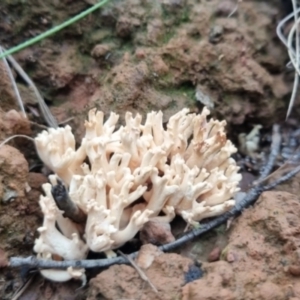 Ramaria sp. at Monga National Park - 30 May 2024 04:21 PM