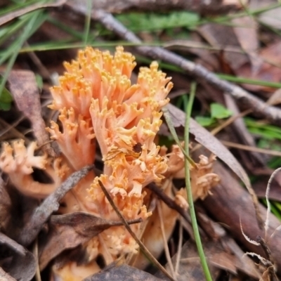 Ramaria sp. (A Coral fungus) at Monga National Park - 30 May 2024 by clarehoneydove