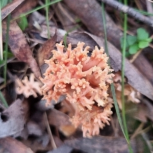 Ramaria sp. at Monga National Park - 30 May 2024 04:09 PM