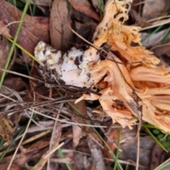 Ramaria sp. at Monga National Park - 30 May 2024 04:09 PM