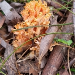 Ramaria sp. at Monga National Park - 30 May 2024 04:09 PM