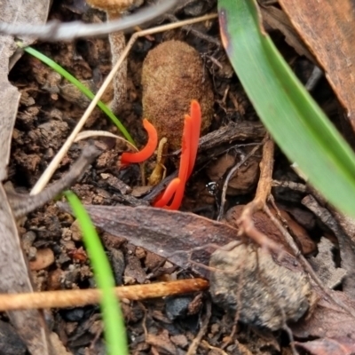 Clavulinopsis sulcata (A club fungi) at Mongarlowe River - 30 May 2024 by clarehoneydove