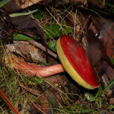 Boletellus obscurecoccineus (Rhubarb Bolete) at Tidbinbilla Nature Reserve - 1 Jun 2024 by TimL