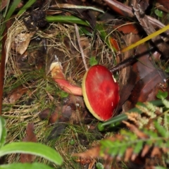 Boletellus obscurecoccineus at Tidbinbilla Nature Reserve - 1 Jun 2024