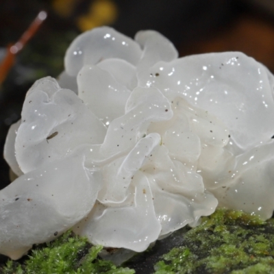 Tremella fuciformis (Snow Fungus) at Paddys River, ACT - 1 Jun 2024 by TimL
