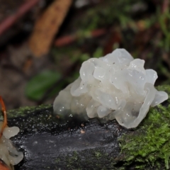 Tremella fuciformis at Tidbinbilla Nature Reserve - 1 Jun 2024