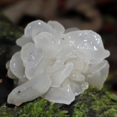 Tremella fuciformis at Tidbinbilla Nature Reserve - 1 Jun 2024