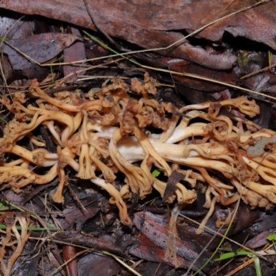 Ramaria sp. (A Coral fungus) at Tidbinbilla Nature Reserve - 1 Jun 2024 by TimL