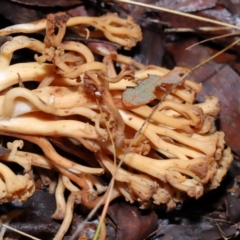 Ramaria sp. at Tidbinbilla Nature Reserve - 1 Jun 2024 11:37 AM