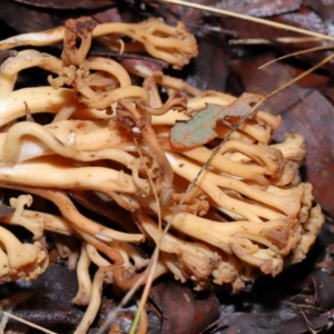 Ramaria sp. at Tidbinbilla Nature Reserve - 1 Jun 2024 11:37 AM