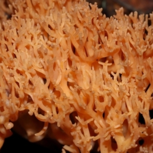 Ramaria sp. at Tidbinbilla Nature Reserve - 1 Jun 2024