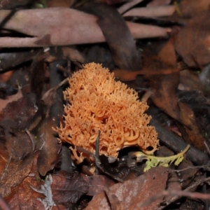 Ramaria sp. at Tidbinbilla Nature Reserve - 1 Jun 2024