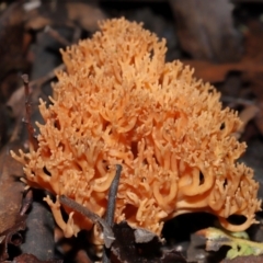 Ramaria sp. at Tidbinbilla Nature Reserve - 1 Jun 2024