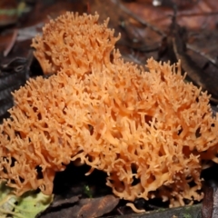 Ramaria sp. at Tidbinbilla Nature Reserve - 1 Jun 2024 11:57 AM