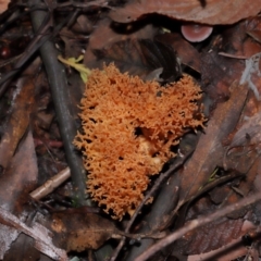 Ramaria sp. at Tidbinbilla Nature Reserve - 1 Jun 2024