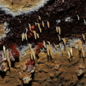 Mucronella sp. at Tidbinbilla Nature Reserve - 1 Jun 2024