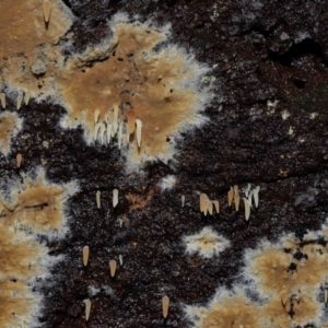 Mucronella sp. at Tidbinbilla Nature Reserve - suppressed