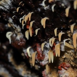 Mucronella sp. at Tidbinbilla Nature Reserve - suppressed