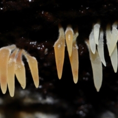 Unidentified Club or stalk (maybe a forked or broader apex) at Tidbinbilla Nature Reserve - 1 Jun 2024 by TimL