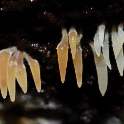 Mucronella sp. at Tidbinbilla Nature Reserve - 1 Jun 2024 by TimL