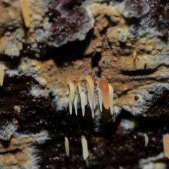 Mucronella sp. at Tidbinbilla Nature Reserve - 1 Jun 2024