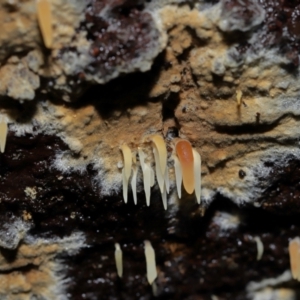 Mucronella sp. at Tidbinbilla Nature Reserve - suppressed
