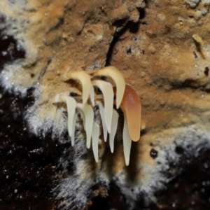 Mucronella sp. at Tidbinbilla Nature Reserve - suppressed