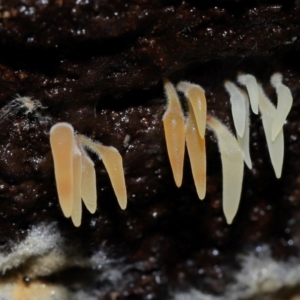 Mucronella sp. at Tidbinbilla Nature Reserve - suppressed