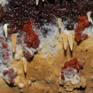 Mucronella sp. at Tidbinbilla Nature Reserve - suppressed