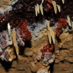 Unidentified Other fungi on wood at Tidbinbilla Nature Reserve - 1 Jun 2024 by TimL