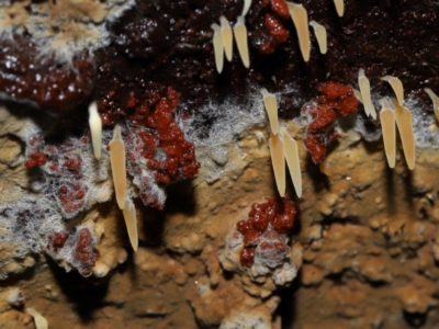 Unidentified Other fungi on wood at Tidbinbilla Nature Reserve - 1 Jun 2024 by TimL