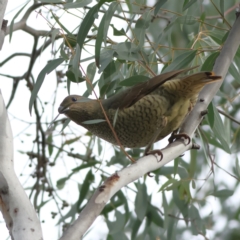 Ptilonorhynchus violaceus (Satin Bowerbird) at Higgins, ACT - 1 Jun 2024 by Trevor