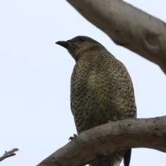 Ptilonorhynchus violaceus at Higgins Woodland - 1 Jun 2024 11:37 AM