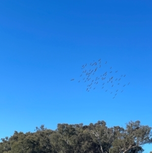 Pelecanus conspicillatus at Nanima, NSW - 27 May 2024