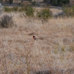 Petroica boodang (Scarlet Robin) at Tennent, ACT - 1 Jun 2024 by MB