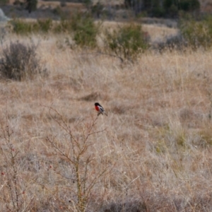 Petroica boodang (Scarlet Robin) at Namadgi National Park by MB