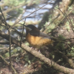 Acanthorhynchus tenuirostris (Eastern Spinebill) at QPRC LGA - 18 May 2024 by MatthewFrawley