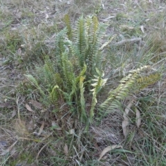 Pellaea calidirupium (Hot Rock Fern) at Bicentennial Park - 2 Jun 2024 by Paul4K