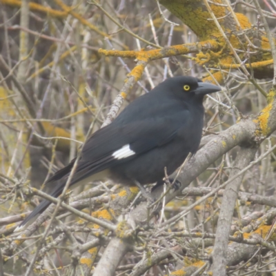 Strepera graculina (Pied Currawong) at Braidwood, NSW - 1 Jun 2024 by MatthewFrawley