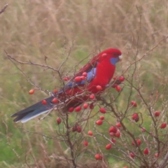 Platycercus elegans (Crimson Rosella) at Braidwood, NSW - 1 Jun 2024 by MatthewFrawley