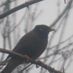 Acridotheres tristis at QPRC LGA - 1 Jun 2024 11:25 AM