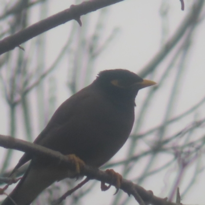 Acridotheres tristis at QPRC LGA - 1 Jun 2024 by MatthewFrawley